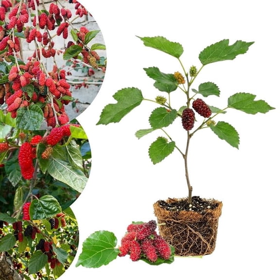 Red Mulberry Tree Live Plant for Planting, Mulberry Plants, Everbearing Fruit Tree, 4-7" Tall Plant, No Pot