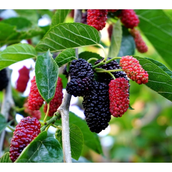 Red Mulberry Tree Live Plants (Morus rubra) Native Sweet Fruit Tree Fast Growing Hardy Mulberry Sapling Starter Plant for Outdoor Planting (5 Trees)
