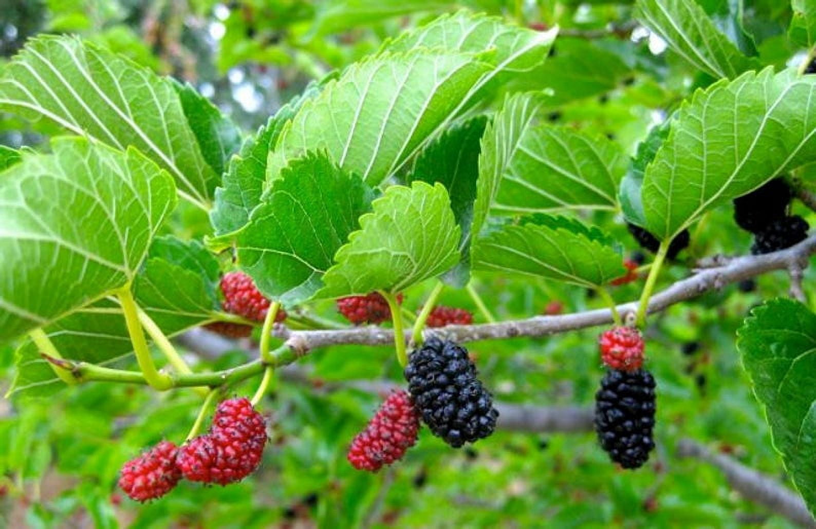 Mulberry tree discount walmart