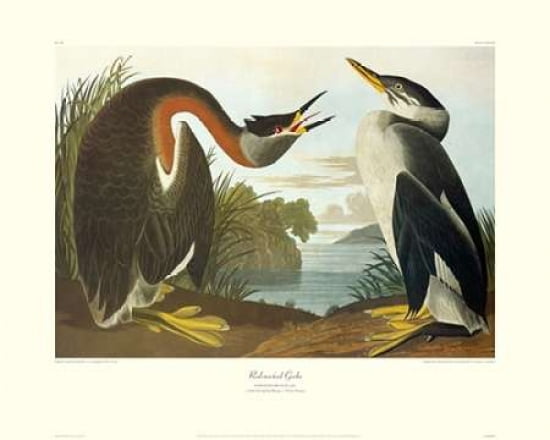 Red-Necked Grebe (decorative border) Canvas Art - John James Audubon (24 x 30)