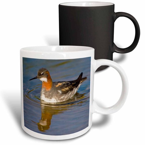 3drose, Red-necked Phalarope Bird, Latrabjerg, Iceland - Eu14 Rbe0116 - Ralph H. Bendjebar, 11oz Magic Transforming Mug