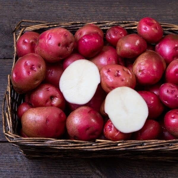 Red Norland Seed Potatos for Planting 5 Pounds