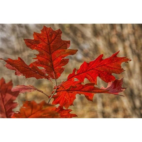 Red Oak Leaves in Autumn - Strathroy Ontario Canada Poster Print - 19 x 12 in.