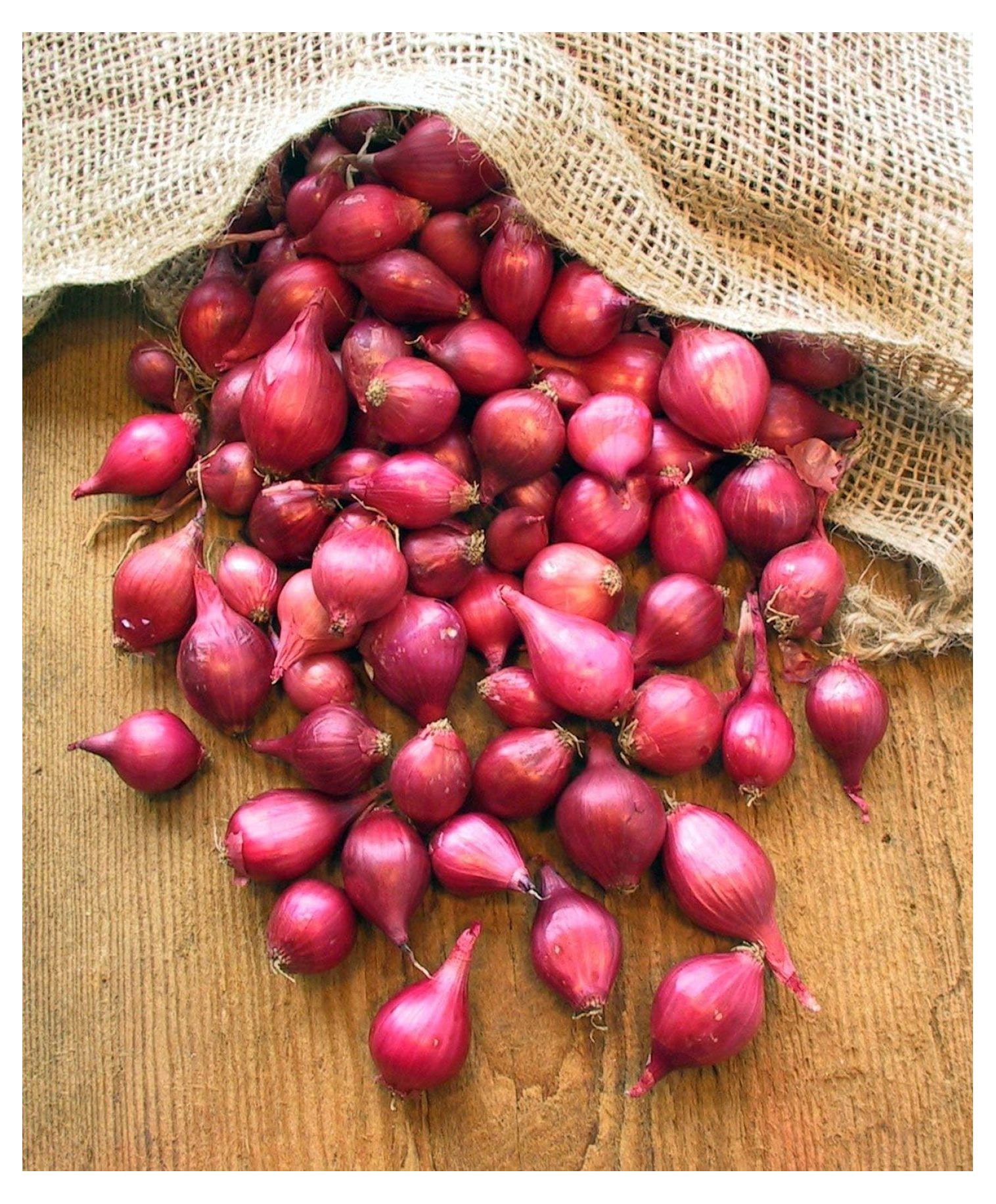Red Onion Seeds for Planting, Onion Sets of 70 Bulbs, Heirloom Bulbs