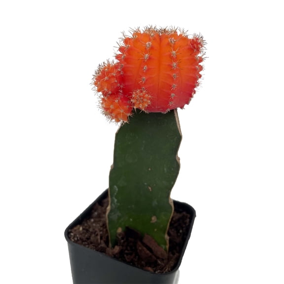 Red & Orange Grafted Moon Cactus - 2.5" Pot