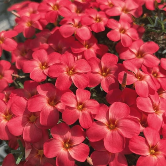 Red Oxalis Flower Plant 4-5'' Tall, Oxalis Plant, Live Flowers Plants, Perennial Flower Plants for Indoor and Outdoor Garden
