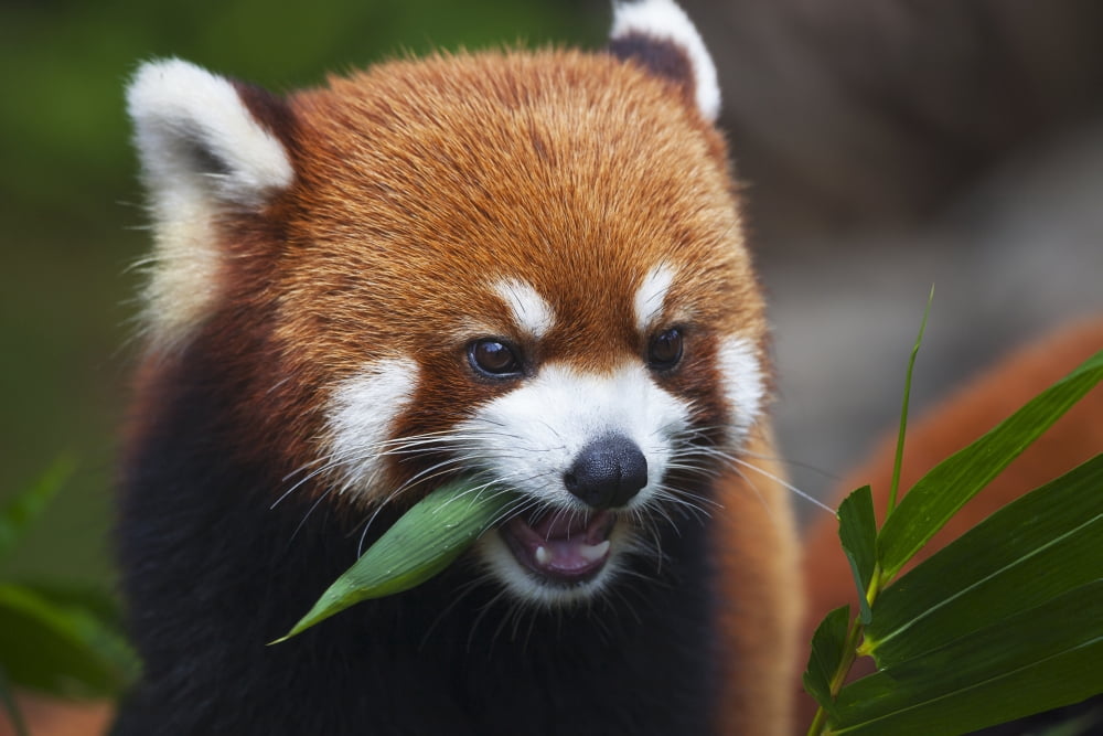 Red Panda (Ailurus fulgens) or shining cat is a small arboreal mammal and the only species of the genus Ailurus Guangdong China Canvas Art - Dave Fleetham Design Pics (38 x 24)