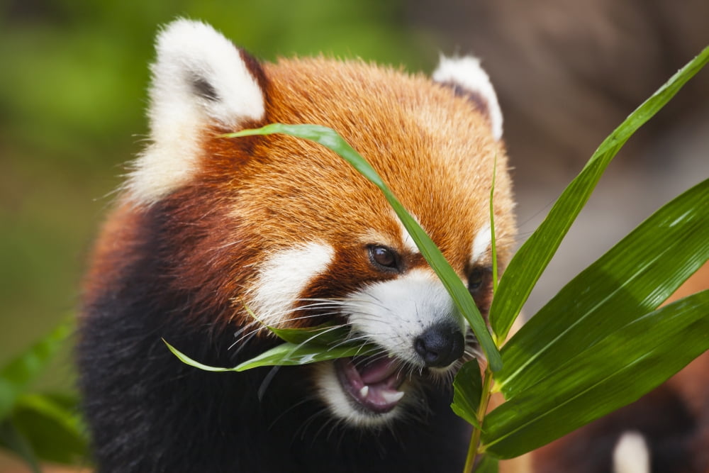 The Red Panda (Ailurus fulgens) or shining cat is a small arboreal mammal and the only species of the genus Ailurus Guangdong province China Canvas Art - Dave Fleetham Design Pics (36 x 24)