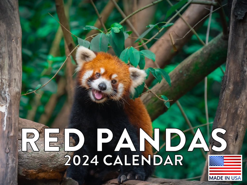 Red Panda Calendar 2024