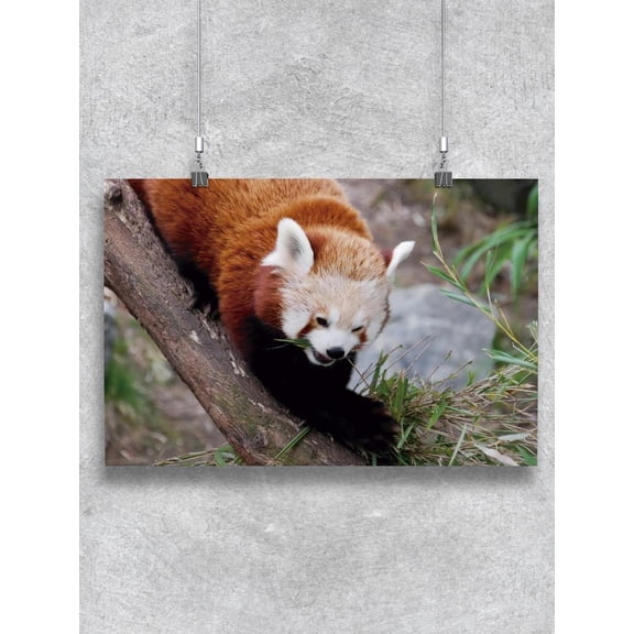 Red Panda In Nature Poster - Image by Shutterstock,
