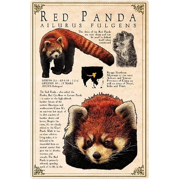 Red Panda Infographic Metal Tin Signs Wall Decor Red Panda Knowledge Posters Animal Science Education Plaque Decoration Home Classroom Office 8x12 inches