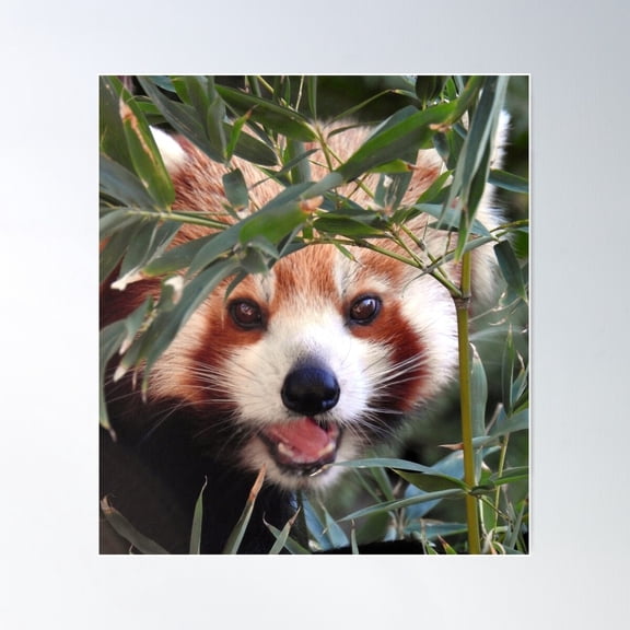 Red Panda Poster Wall Art, Modern Wall Decor For Living Room Bedroom, 8x12 UNFRAMED