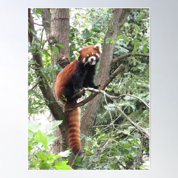 Red Panda Poster Wall Art, Modern Wall Decor For Living Room Bedroom, 8x12 UNFRAMED