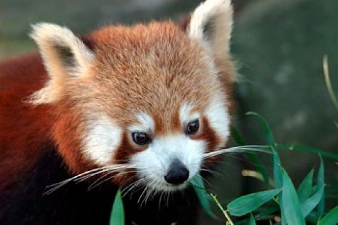 Red Panda Taronga Zoo Sydney Australia Canvas Art - David Wall DanitaDelimont (26 x 17)