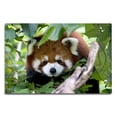 thumbnail image 1 of Red Panda, 1 of 4