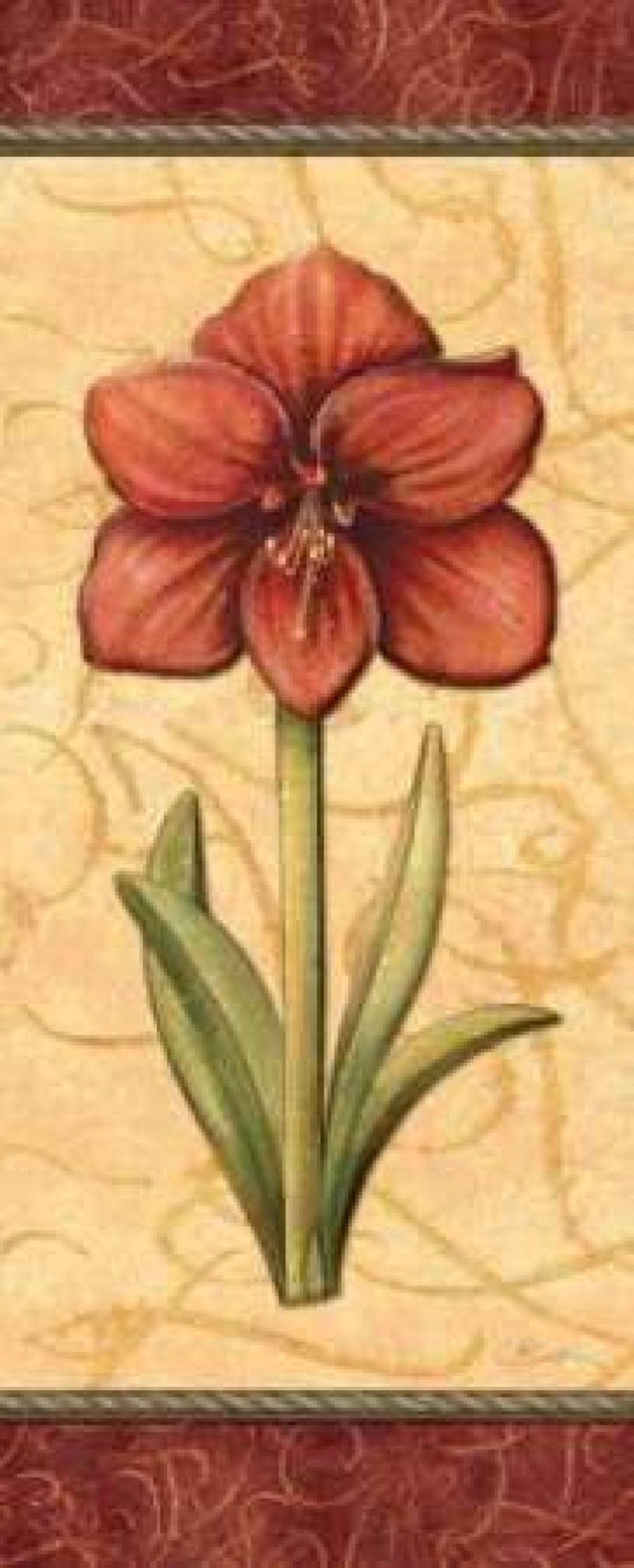 Red Passion Amaryllis Canvas Art - Charlene Audrey (10 x 20)