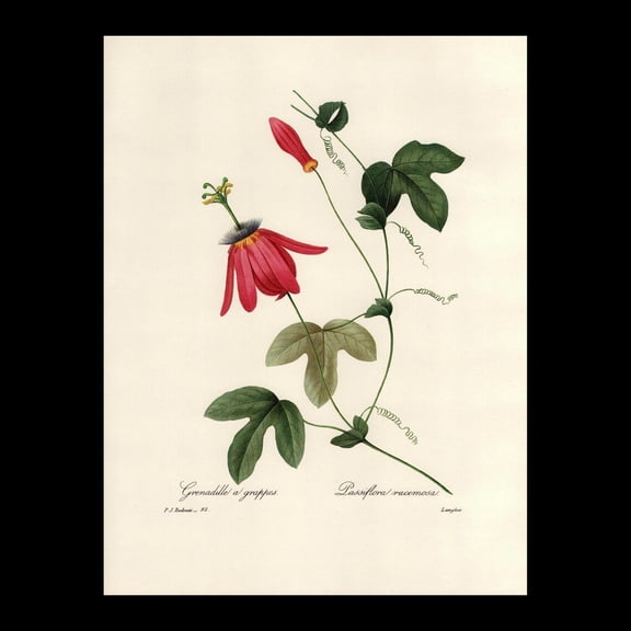 Red Passion Flower Botanical Print, Unframed Paper Poster 8x10in