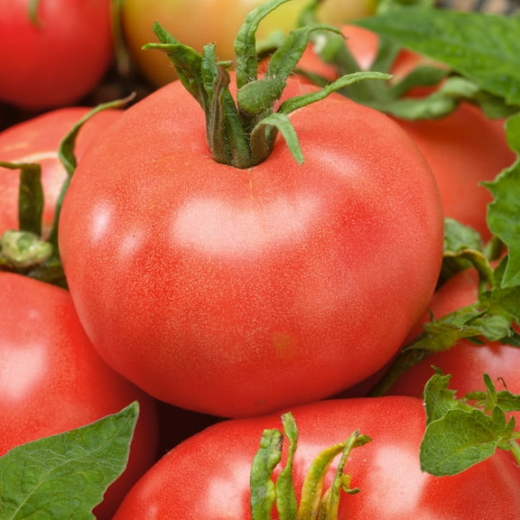 Red Peach Tomato Seeds - 1 Oz ~6800 Seeds - Non-GMO, Heirloom - Vegetable Garden - Solanum lycopersicum