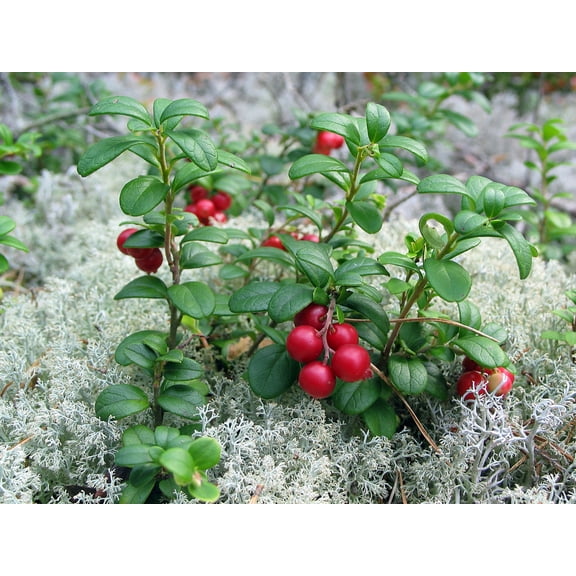 Red Pearl Lingonberry - High in Anti-oxidants - 3.25" Pot - Fresh Aroma