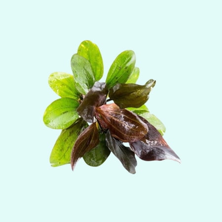 Canton Aquatics Amazon Sword Red Pearl (Echinodorus sp.) Live Aquarium Plant, Bare Root, Small 5-8 Inches, Freshwater