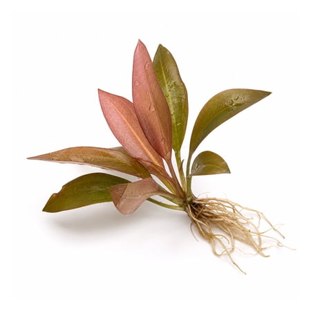 Amazon Sword Red Pearl Echinodorus Live Aquarium Plant – Small Bare Root 5–8"