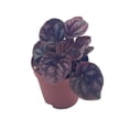 thumbnail image 1 of Red Peperomia caperata, Red Emerald Ripple, Frost, Platinum, in a 2 inch Pot Tiny Mini Pixie Plant, 1 of 8