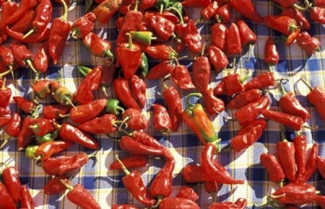 Red Peppers Drying in the Sun Tunisia Canvas Art - Michele Molinari DanitaDelimont (18 x 11)