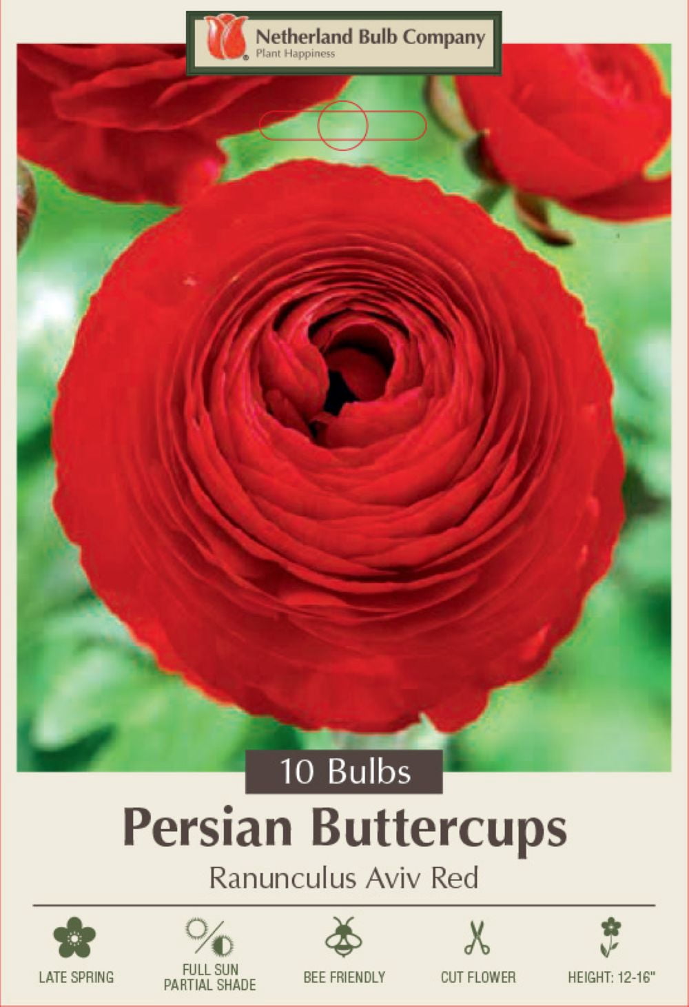 bougainvillea plants Bougainvillea Red Flower Bush Form, Barbara Karst Flowering Tree