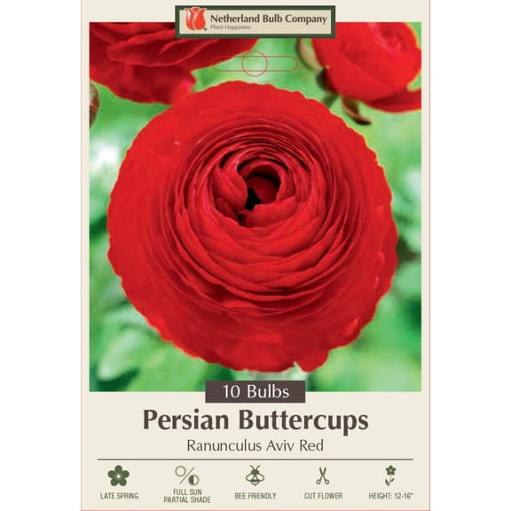Red Persian Buttercup - 10 Bulbs 6/7cm - Ranunculus - Hardy