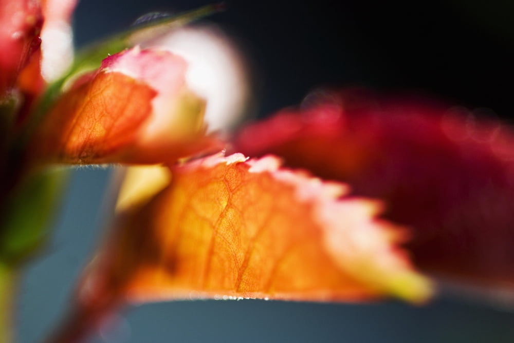 Red Pigmy Japanese Maple Selective Focus On Red And Orange Leaves Canvas Art - Ray Laskowitz Design Pics (17 x 11)
