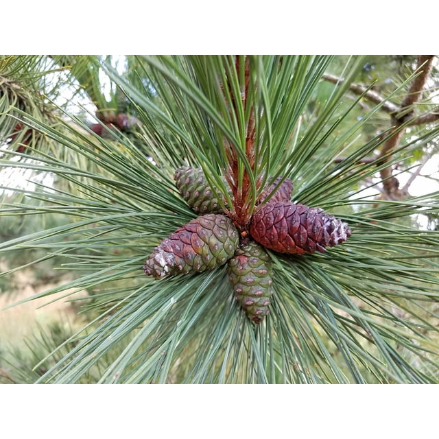 Red Pine Tree Seedlings for Planting - Evergreen Tree Seedlings ...