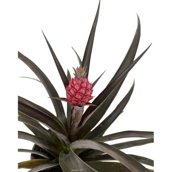 Red Pineapple Plant - Ananas bracteatus - Great Indoors/Out - 5" Pot