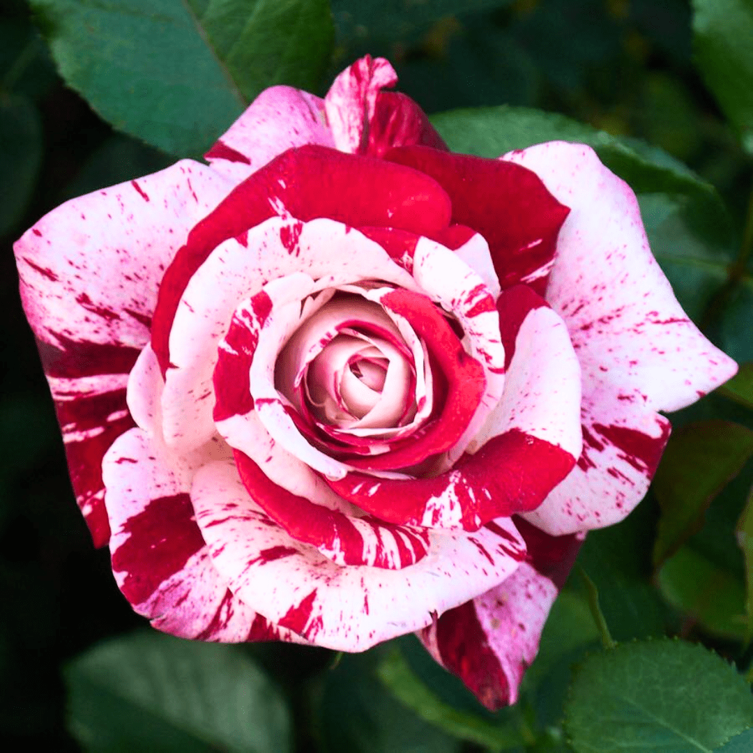 Red Pink Mini Rose Plant Live, Miniature Rose Bush Live Plant, Potted 3 ...