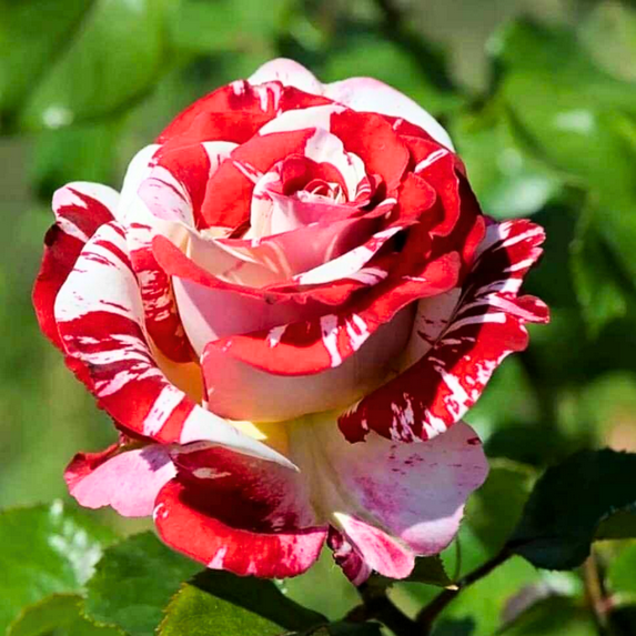 Red Pink Mini Rose Plant Live, Miniature Rose Bush Live Plant, Rose Flowers, In 3" Pot