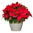 Red Poinsettia Plant with Corinthian Concrete Decorative Pot