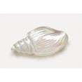 thumbnail image 1 of Red Pomegranate Conch Shell 11.5" Iridescent White Tray, 1 of 1