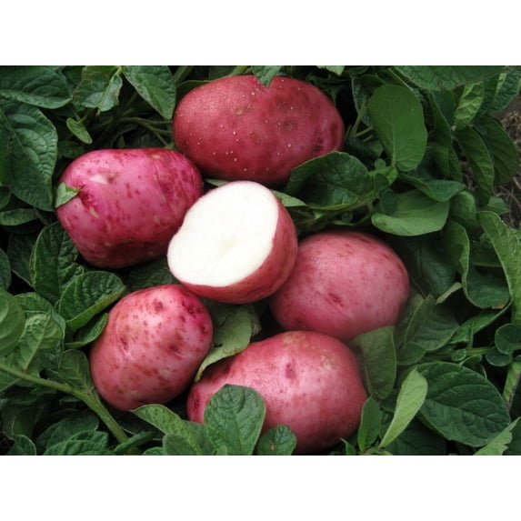 Red Pontiac Potato 6 Tubers/Seed Potatoes