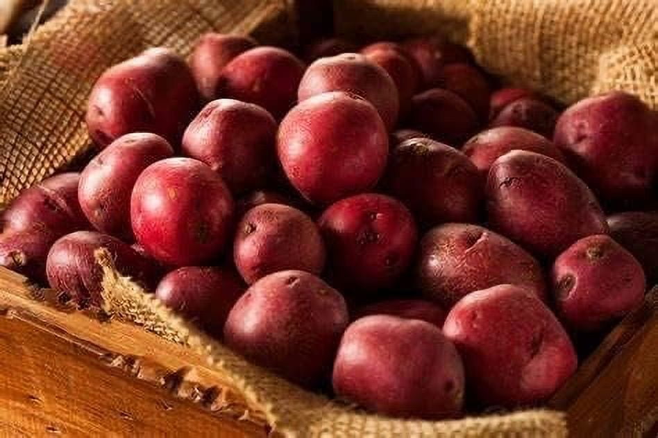 Red Pontiac Seed Potatoes for Planting (5 Pounds)