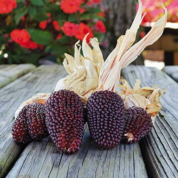 fertilizer for monstera plant Monstera Fertilizer for Sale