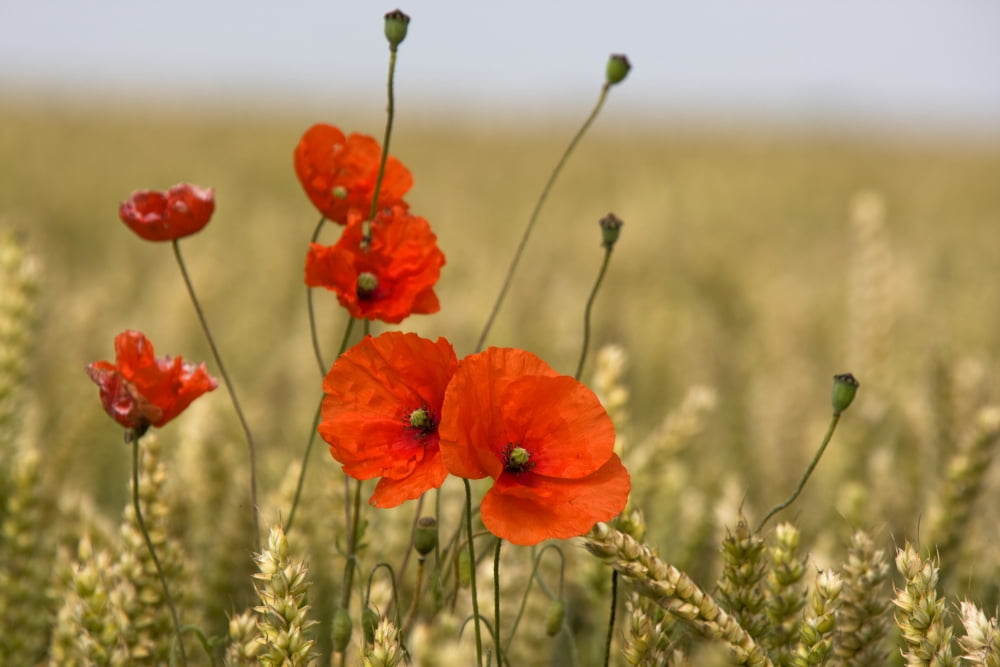 Red Poppies In A Field Of Grain Canvas Art - John Short Design Pics (19 x 12)