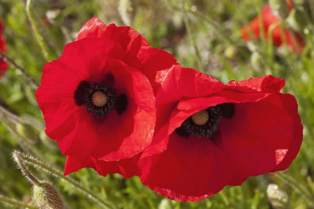 Red Poppies Northumberland England Canvas Art - John Short Design Pics (38 x 24)