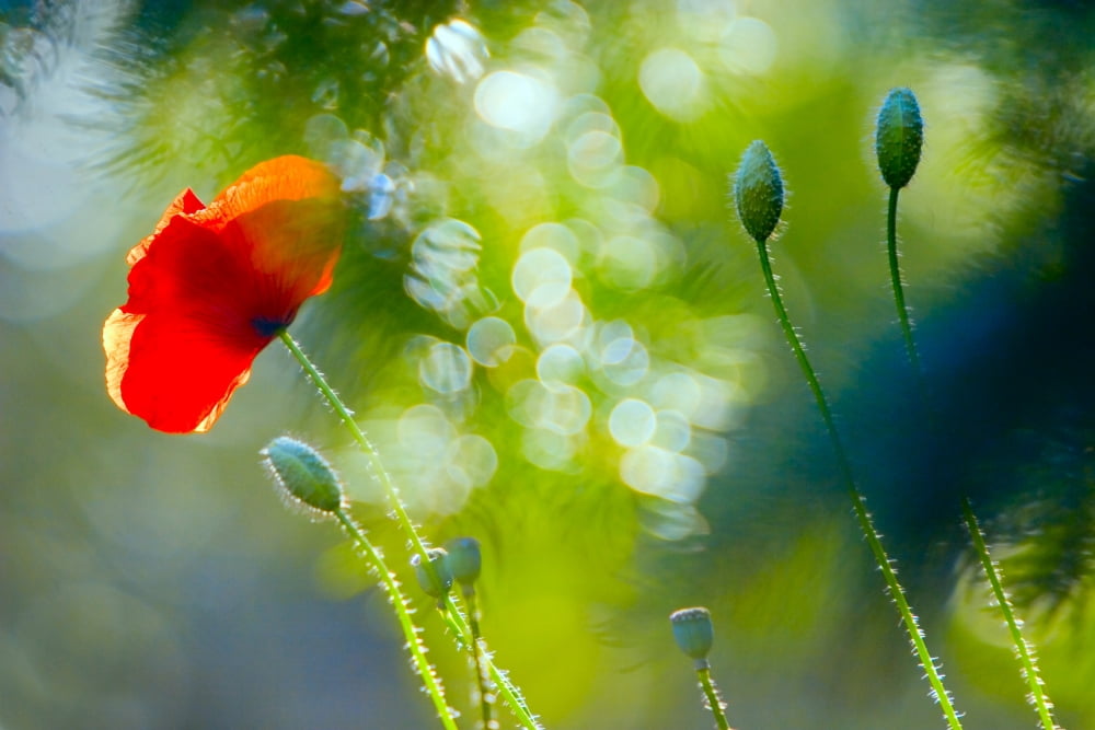 Red Poppy Canvas Art - Don Hammond Design Pics (34 x 22)