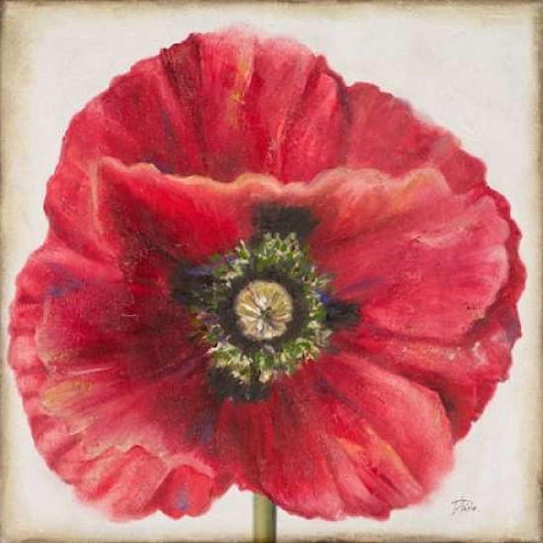 Red Poppy Canvas Art - Patricia Pinto (24 x 24)