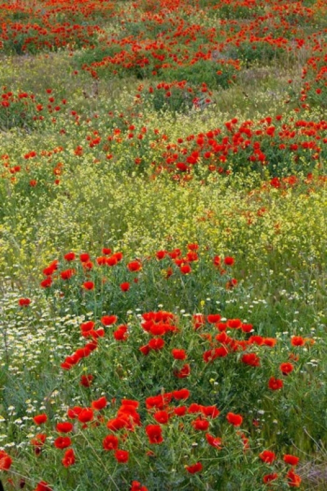 Red Poppy Field in Central Turkey during springtime bloom Canvas Art - Darrell Gulin DanitaDelimont (24 x 36)