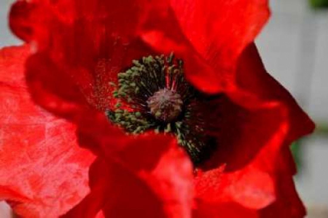 Red Poppy I Canvas Art - Brian Moore (12 x 18)