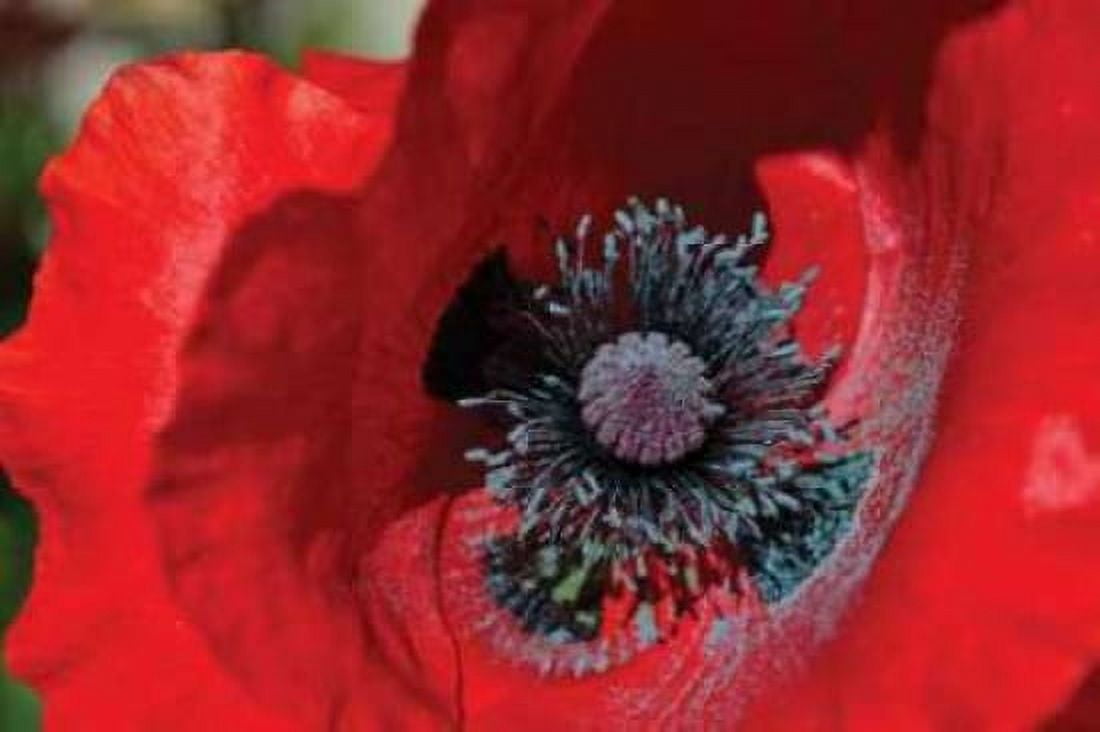 Red Poppy II Canvas Art - Brian Moore (24 x 36)