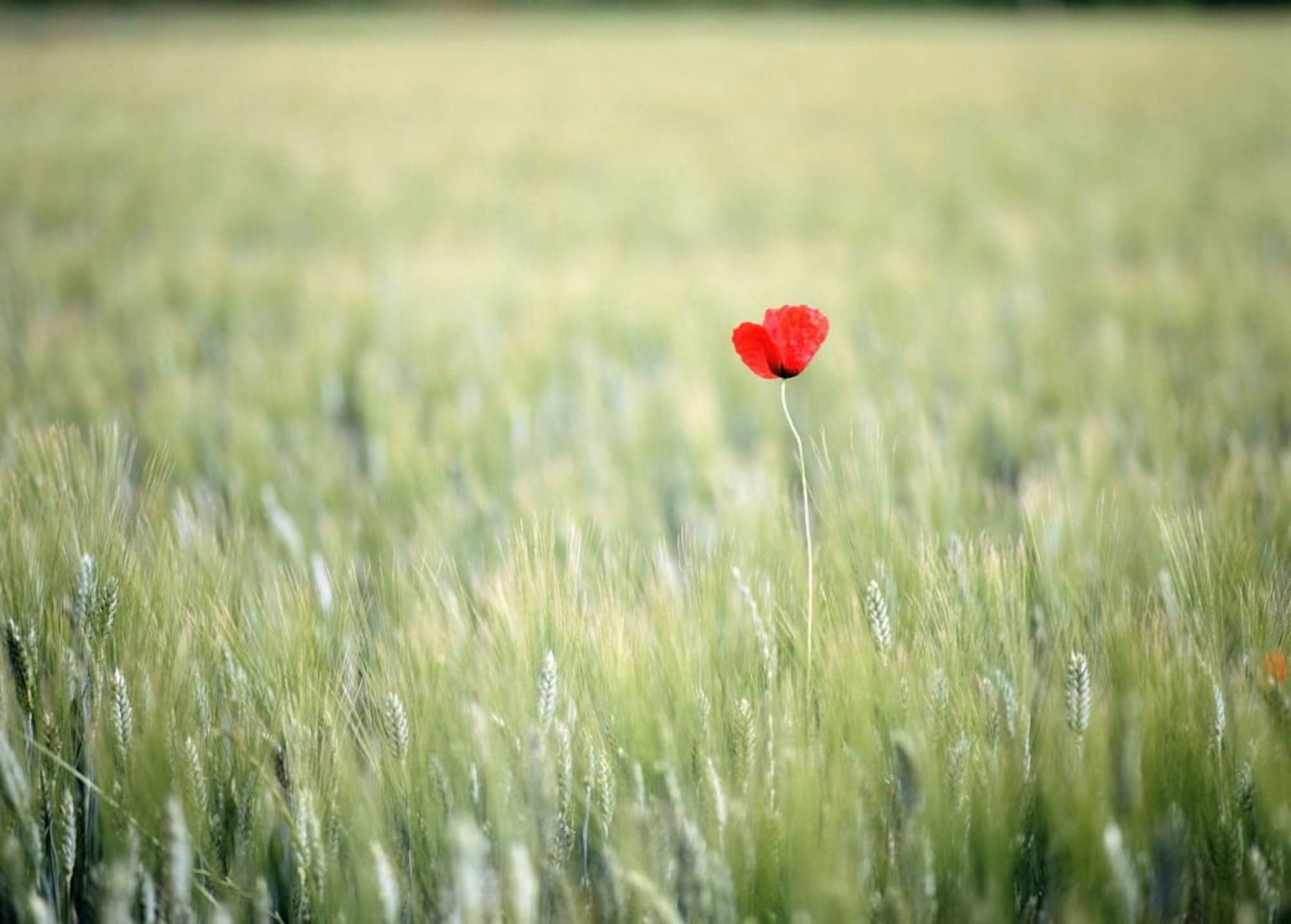 Red Poppy In Wheat Field Canvas Art - Ian Cumming Design Pics (32 x 24)