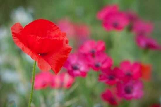 Red Poppy in Wildflower Field Canvas Art - Brian Jannsen DanitaDelimont (26 x 18)