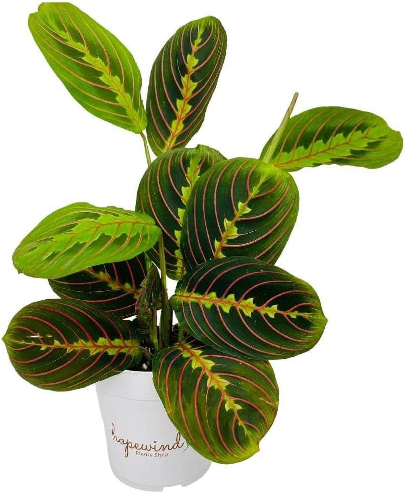 Red Prayer Plant, Red Maranta, 4 inch Pot