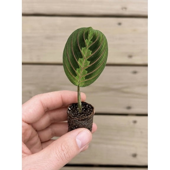 Red Prayer Plant or Maranta Leuconeura, starter plug